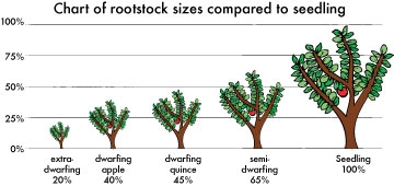 Rootstock size chart