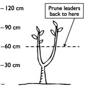 After planting, prune the baby tree back to 30cm above the graft