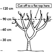 At the beginning of year 2, repeat the pruning process; that is, prune all the leaders 30cm above the original cuts. (This may hurt a bit as there will be some blossom but you’ll still get some cherries further down on the main trunk)