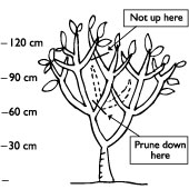 At the beginning of year 3, repeat the pruning process yet again 30cm above the previous years cuts and again