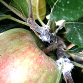 Woolly aphid on an apple tree