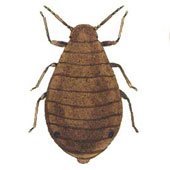 Wingless female (woolly cover removed)