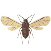 Winged male (woolly cover removed)