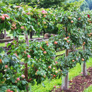 Apple tree espalier