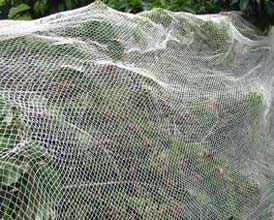 Netting