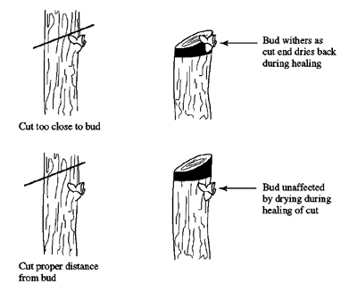 Pruning cuts