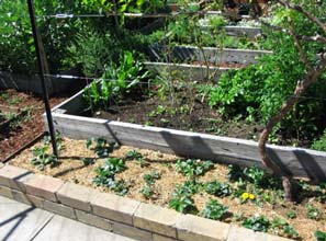 Setting up the espalier