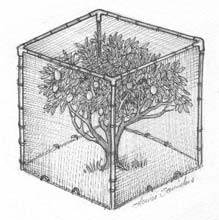 Wire Frame
