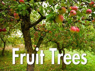 قائمة أشجار الفاكهة المتوارثة