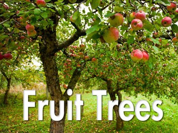 Fruit Trees